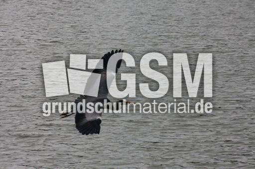 Graureiher-A 222.jpg